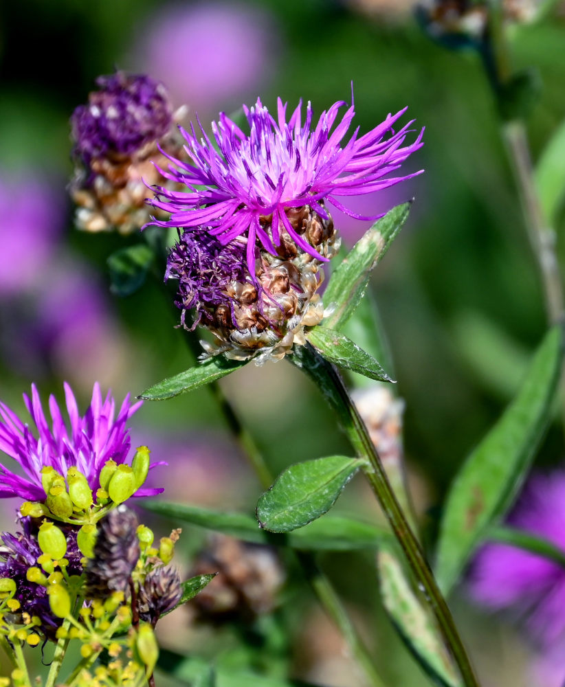 Image of Centaurea jacea specimen.