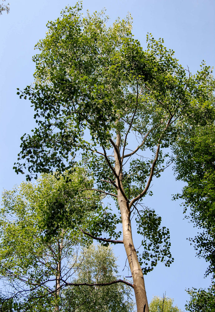 Изображение особи Populus tremula.