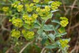 genus Euphorbia. Верхушка плодоносящего растения. Таджикистан, Гиссарский хр., басс. р. Варзоб, ущ. р. Кондара, ≈ 1400 м н.у.м., саванноидное сообщество. 23 июня 2024 г.