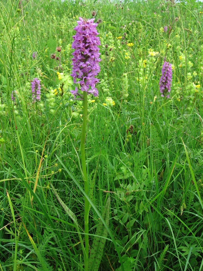 Image of Dactylorhiza baltica specimen.