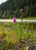 Lythrum salicaria