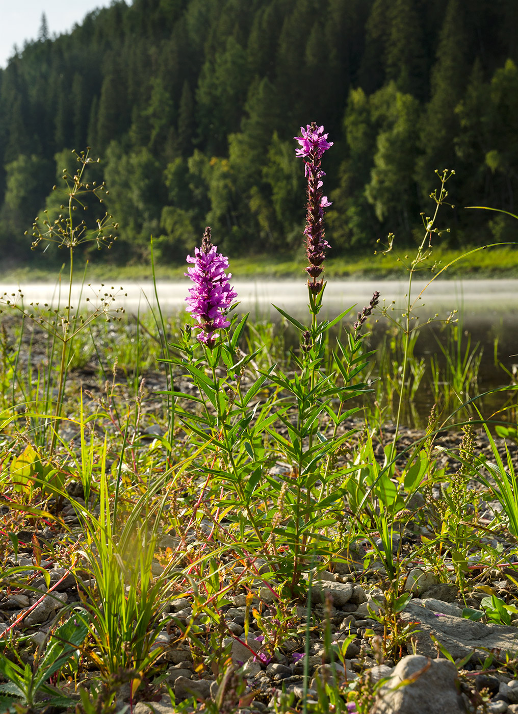 Изображение особи Lythrum salicaria.