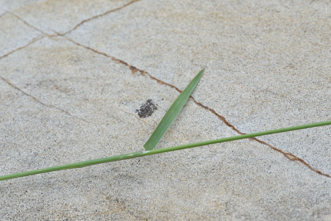 Image of familia Poaceae specimen.