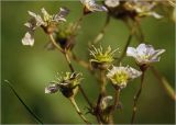 Saxifraga × arendsii. Незрелые плоды с муравьём. Московская обл., Раменский р-н, окр. дер. Хрипань, садовый участок. 01.06.2024.