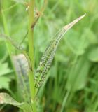 Dactylorhiza urvilleana. Лист в средней части побега. Чечня, Шаройский р-н, 2 км к востоку от ур. Хиндушты, 1 км на юго-запад от Сигнальной горы, выс. 2200 м н.у.м., луг. 1 июля 2024 г.