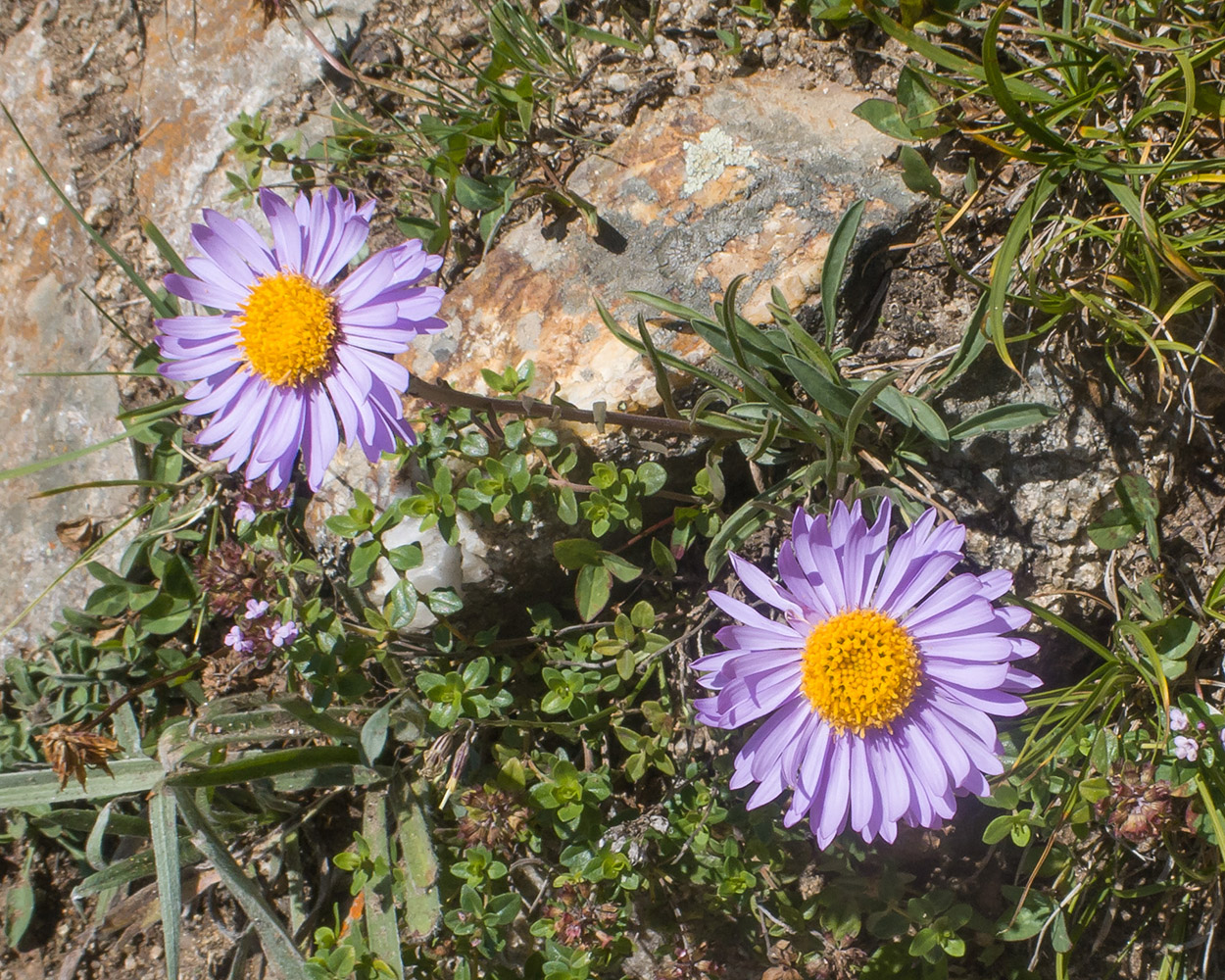 Image of Aster alpinus specimen.