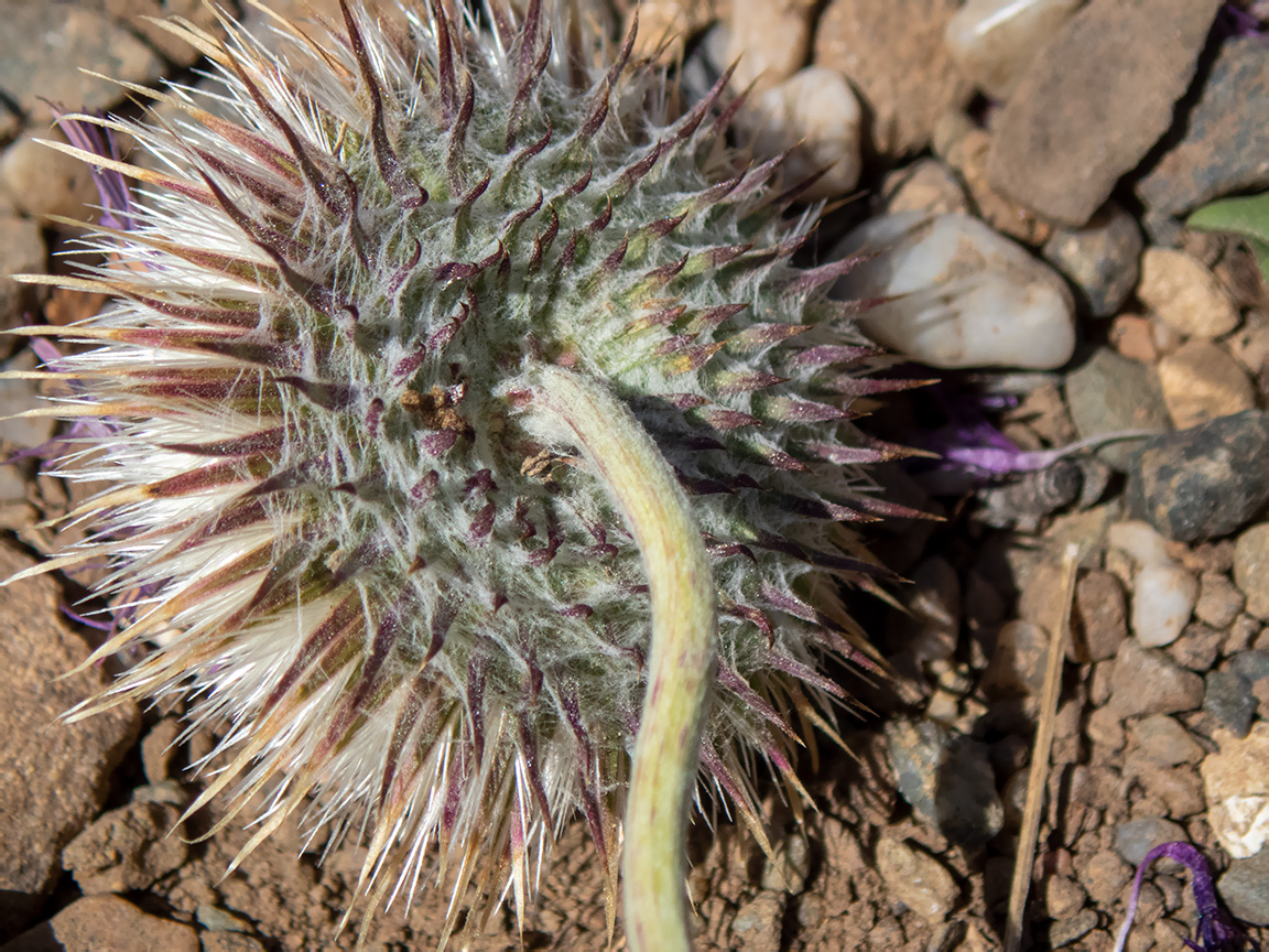 Image of Jurinea roegneri specimen.