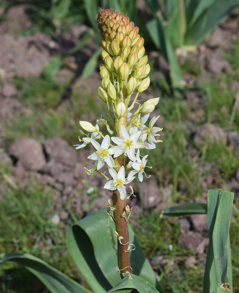 Изображение особи Eremurus lactiflorus.