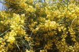 Acacia retinodes. Цветущие ветви. Турция, ил Анталья, г. Аланья, улица Baraj Cd, вдоль р. Dimҫayi, каменисто-щебнистая россыпь у обочины дороги. 28.03.2024.
