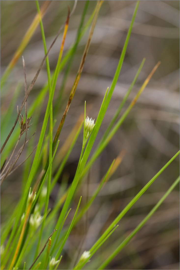 Image of Rhynchospora alba specimen.