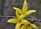 View full-size image genus Forsythia