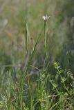 Смотреть изображение Geropogon hybridus