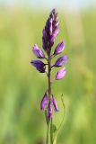 View full-size image Polygala comosa