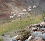 Смотреть изображение Ziziphora pamiroalaica