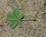 Смотреть изображение Potentilla incana