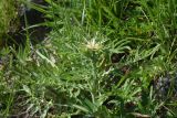 View full-size image Centaurea iberica