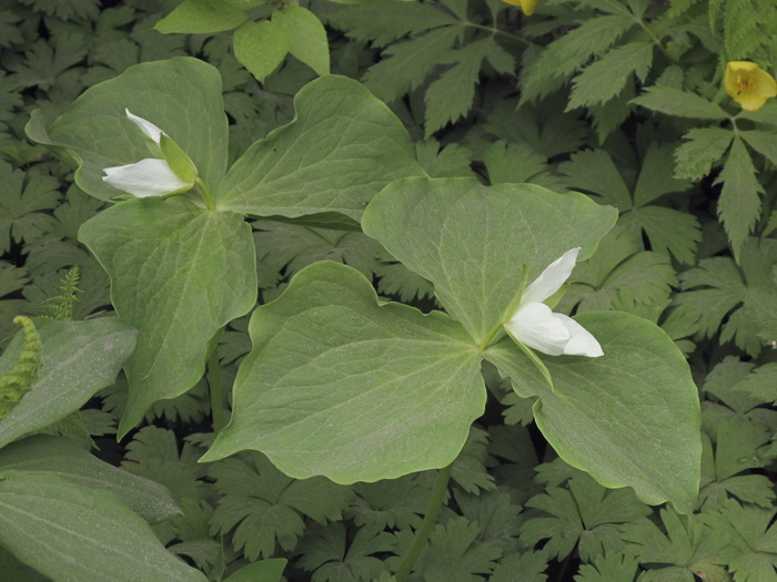 Image of Trillium &times; komarovii specimen.