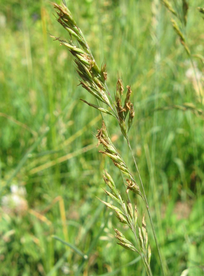 Image of Festuca valesiaca specimen.