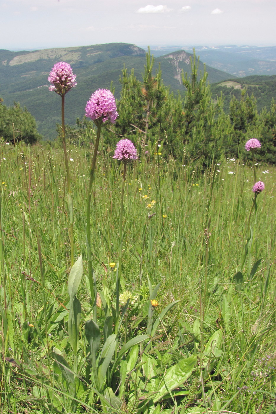 Image of Traunsteinera globosa specimen.