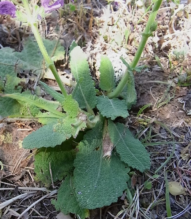 Изображение особи Salvia pratensis.