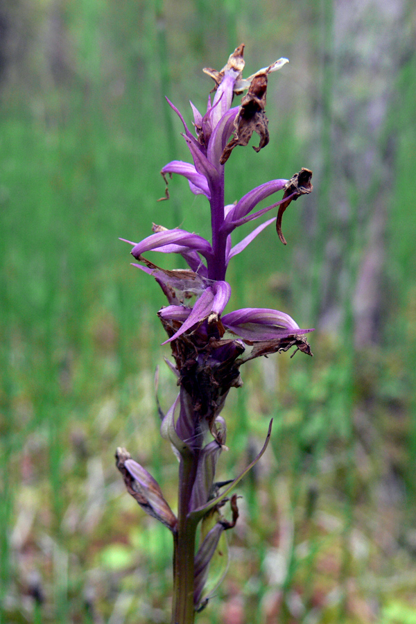 Image of Dactylorhiza fuchsii specimen.