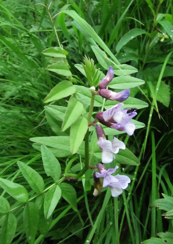 Image of Vicia sepium specimen.