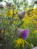 Cirsium polonicum. Верхушки стеблей с соцветиями (виды раскрывшаяся и нераскрывшиеся корзинки). Курская обл., г. Железногорск, у дороги. 28 июля 2007 г.