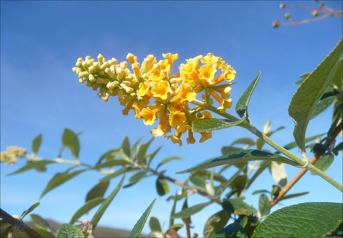 Image of Buddleja &times; weyeriana specimen.