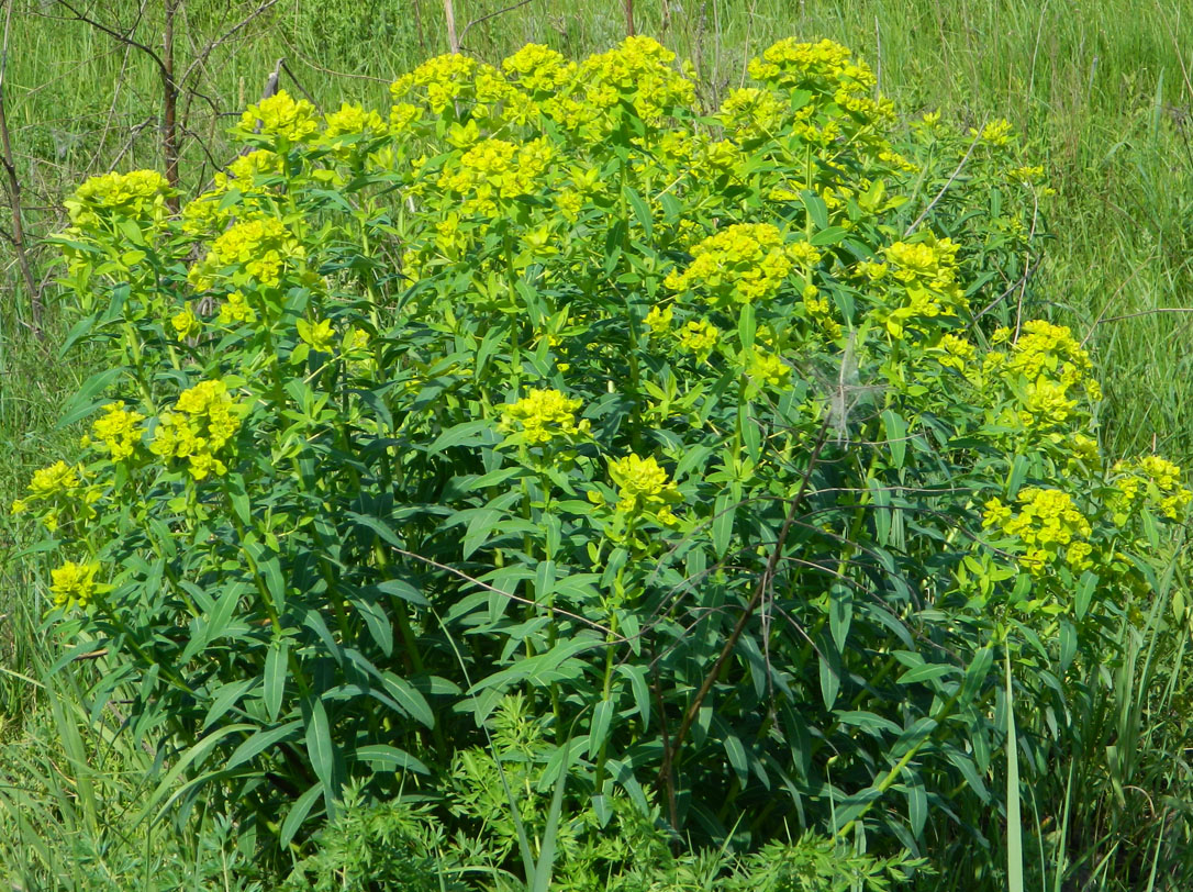 Image of Euphorbia semivillosa specimen.