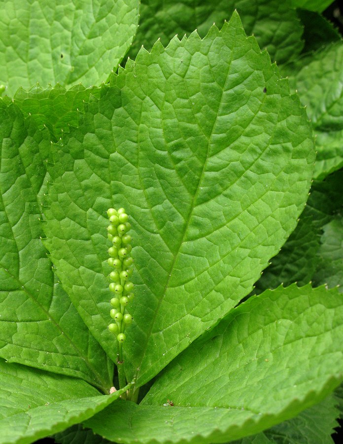 Image of Chloranthus quadrifolius specimen.