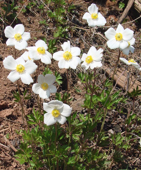 Image of Anemone sylvestris specimen.