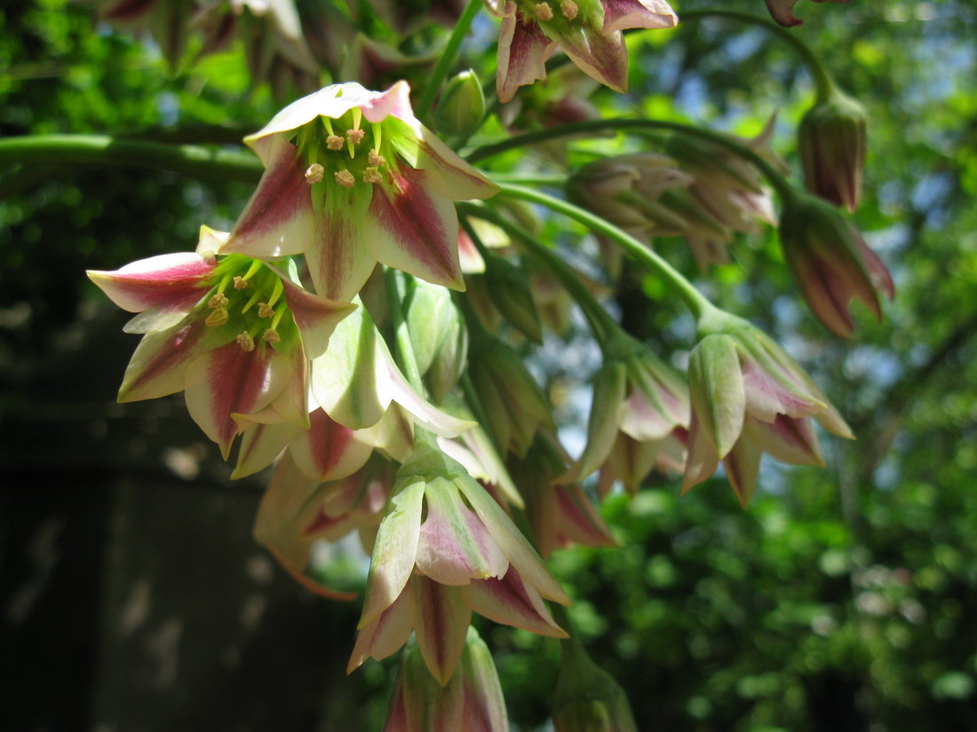 Image of Nectaroscordum siculum specimen.