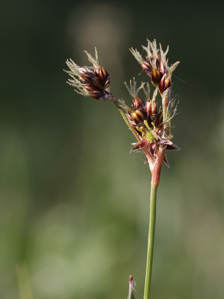 Image of Luzula multiflora specimen.