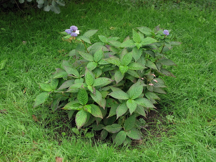 Image of Hydrangea macrophylla ssp. serrata specimen.