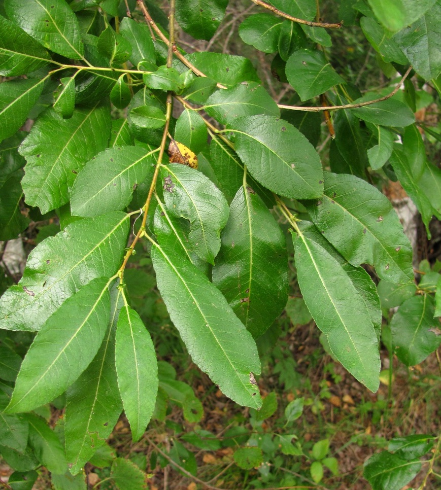 Image of Salix &times; tetrapla specimen.