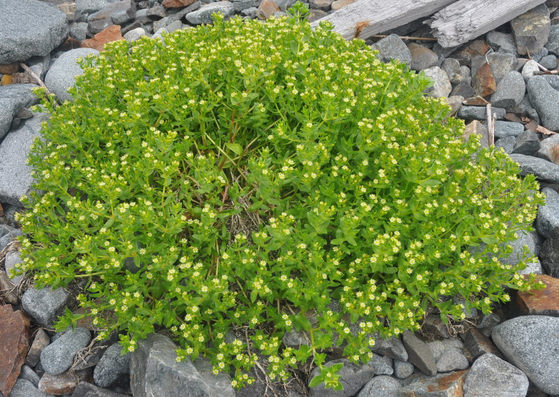 Image of Honckenya peploides ssp. major specimen.