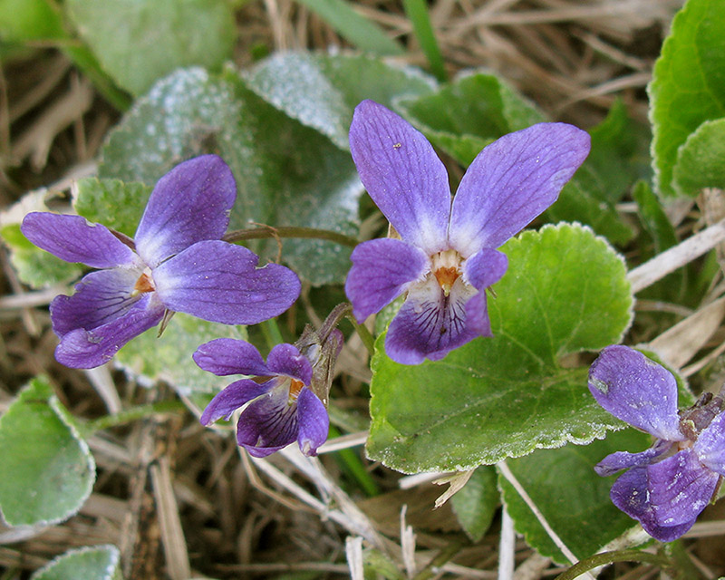 Изображение особи Viola odorata.