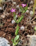 Centaurium tenuiflorum