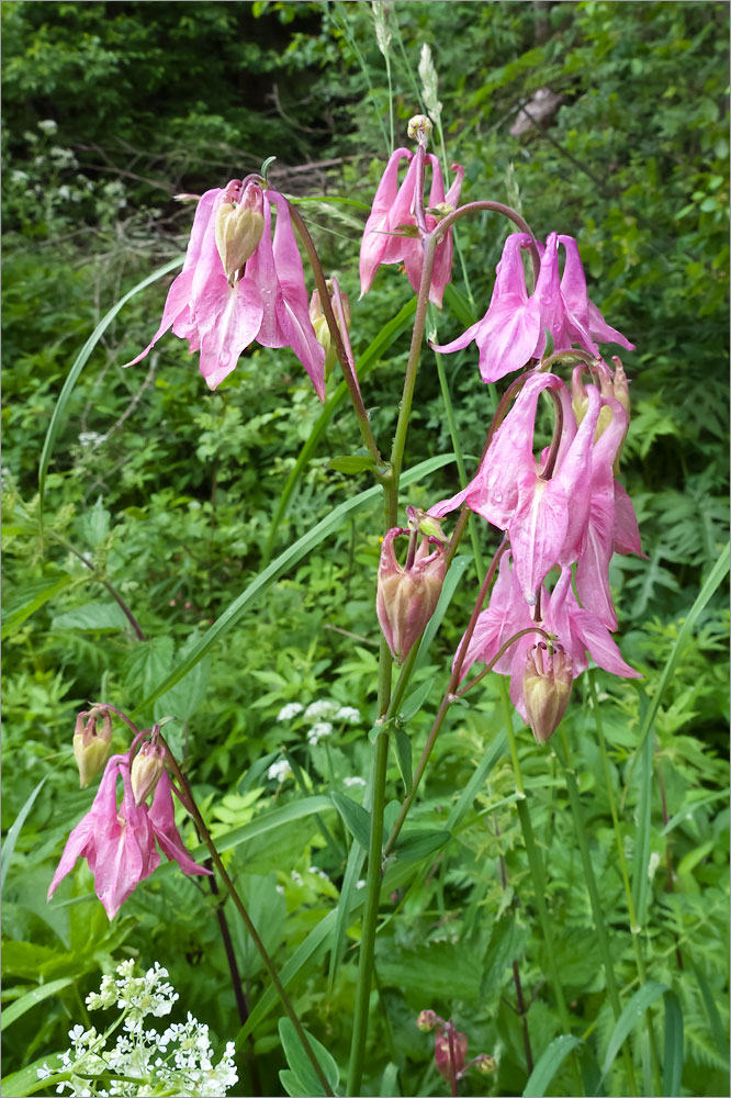 Изображение особи Aquilegia vulgaris.