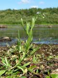 Myosotis palustris. Цветущее растение. Архангельская обл., Вельский р-н, пос. Усть-Шоноша, берег р. Вель. 16.08.2012.