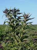 Cynoglossum officinale. Цветущее растение. Краснодарский край, Кущевский р-н, станица Шкуринская, обочина полевой дороги 16.05.2009.