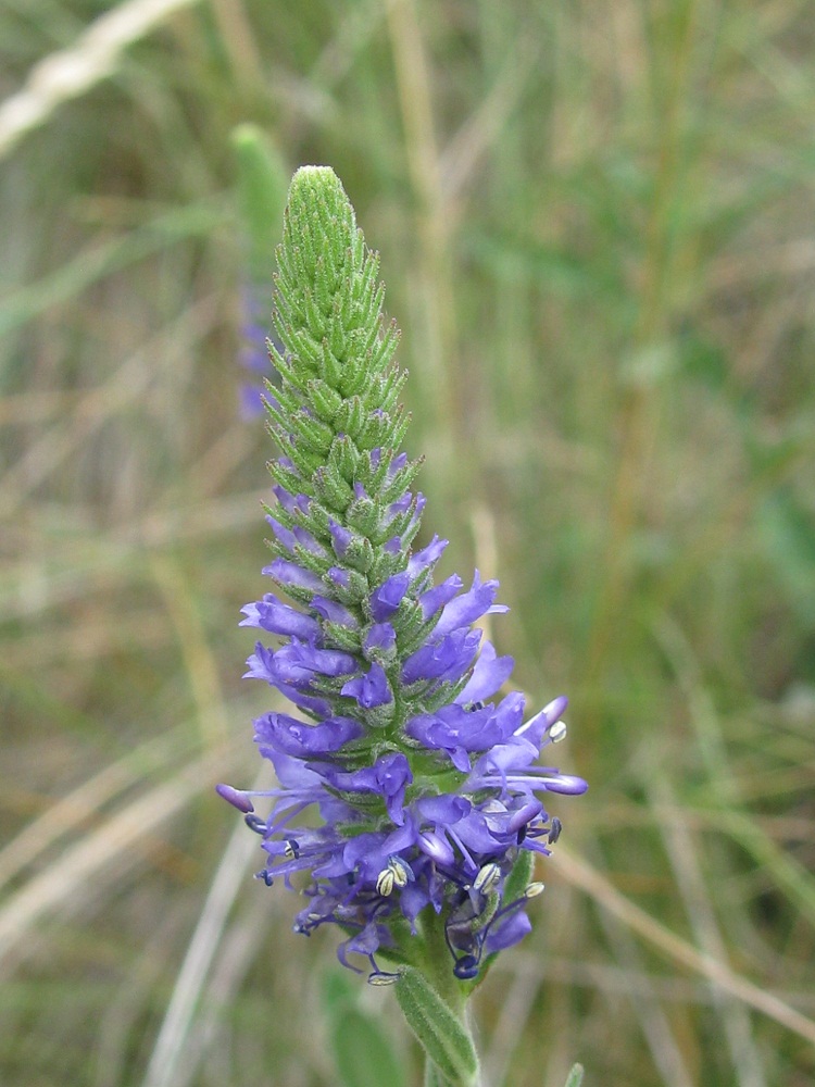 Image of Veronica barrelieri specimen.