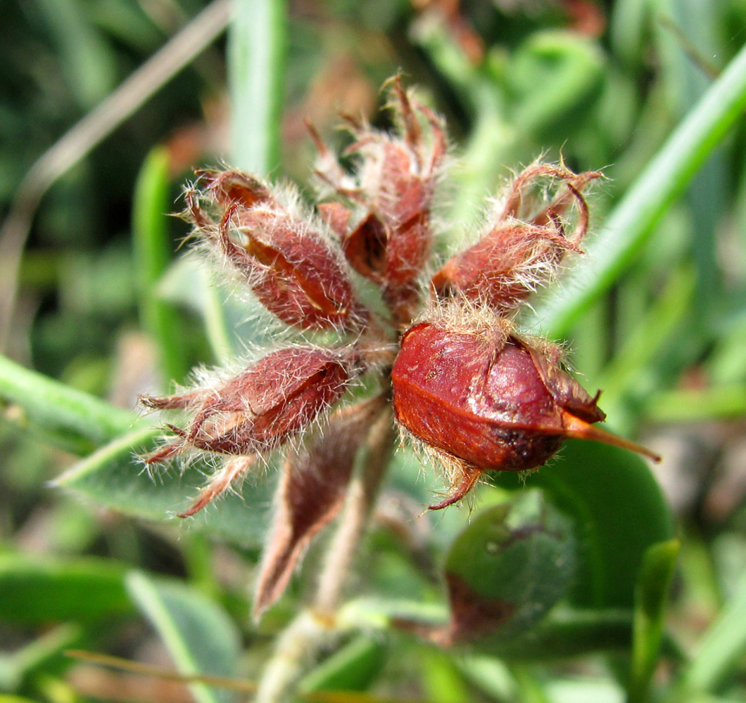 Image of Dorycnium hirsutum specimen.