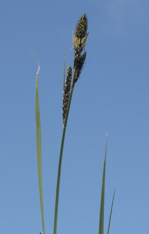 Image of Carex hartmaniorum specimen.