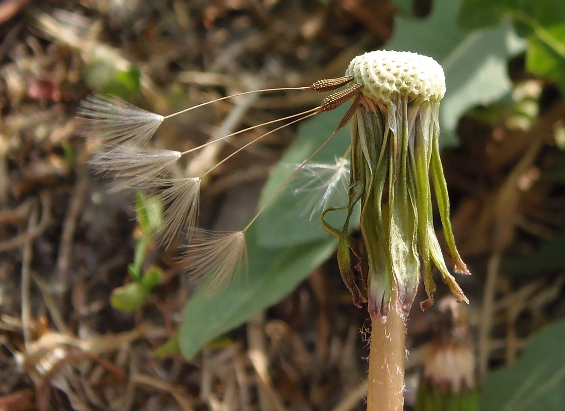 Image of genus Taraxacum specimen.