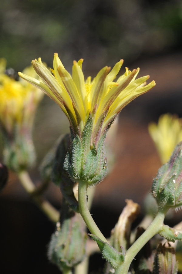 Изображение особи Steptorhamphus crassicaulis.