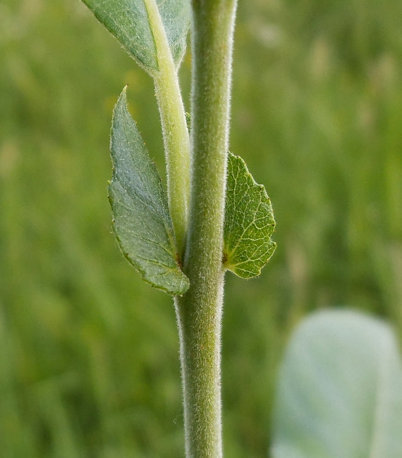 Image of Salix gmelinii specimen.