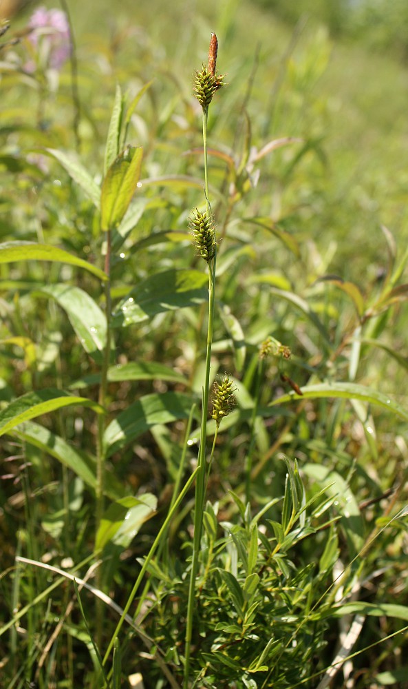Изображение особи Carex hostiana.