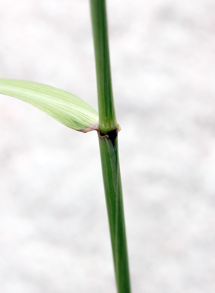 Изображение особи Elymus drobovii.