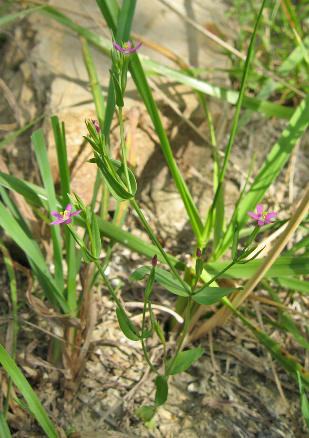 Image of Centaurium pulchellum specimen.